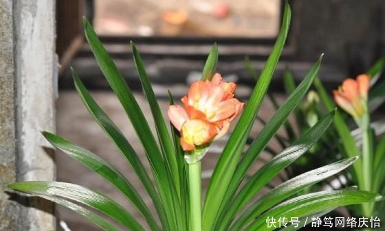 爷爷养君子兰,把“它”垫在盆底,冒出“6个花苞”,叶片油绿!