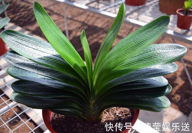 养殖|养殖君子兰盆栽,想要叶绿根茎粗得''喂点它'',在家就能自制