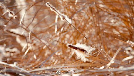 蒲棒|意境太美！暖阳下的蒲棒飞絮如飘雪