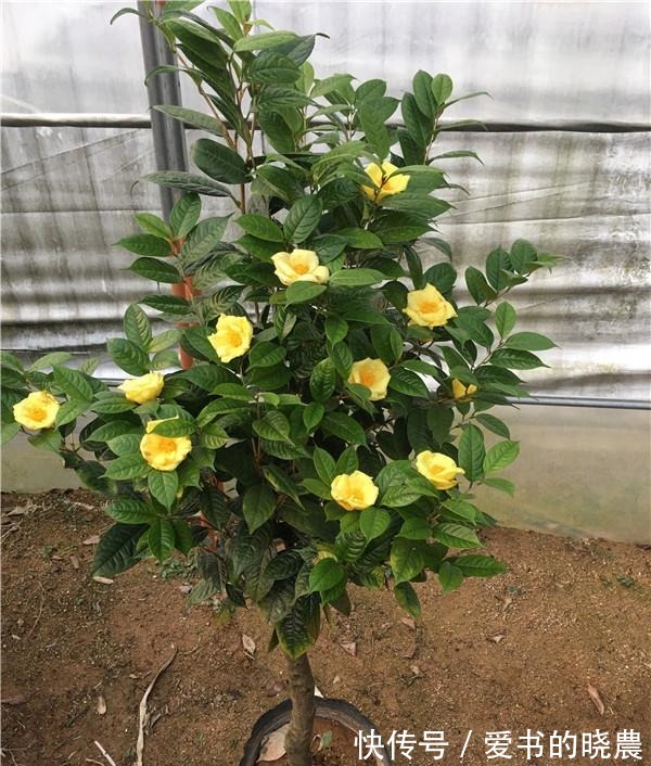 这款“金色”茶花,被誉为植物大熊猫,营养丰富,观赏食用皆宜!