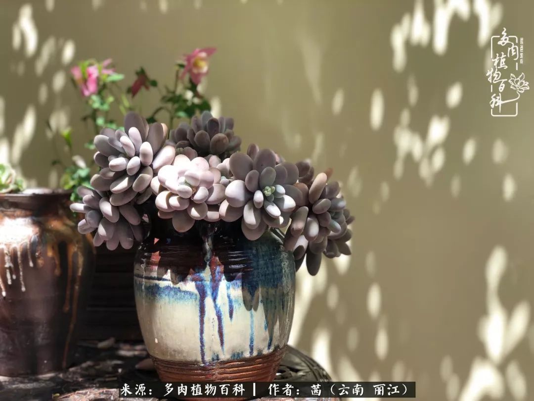 一年四季不同景，一院多肉陪我后半生！