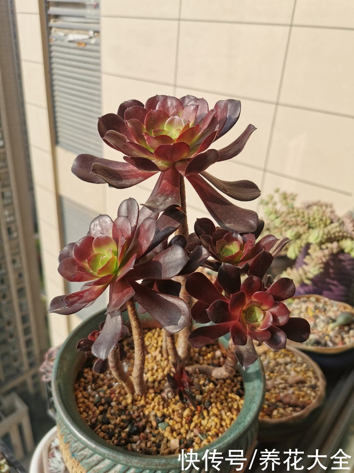 黑王子|不想养绿植，种了这4种“黑植”，养得起劲却差点被扔掉