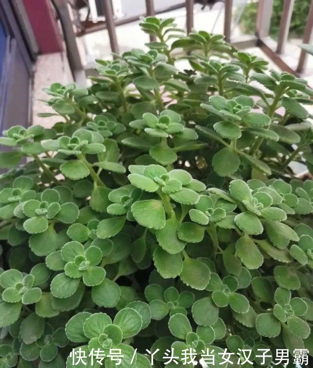 6种花净化空气效果好,放卧室特养人,睡得还香!