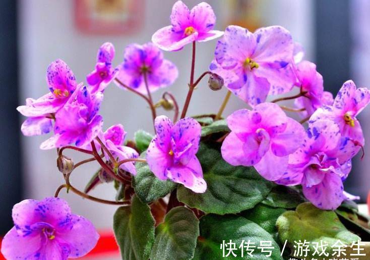 空气再干燥,“12种花”也别喷水,容易黄叶、腐烂和枯萎