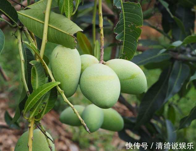 湿气|三伏天“3种水果”要少吃，越吃湿气越重，可惜很多人不重视
