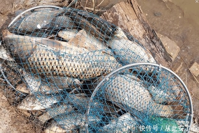 想钓大鲤鱼很难么教你4招钓到手软,3斤一下直接放生!