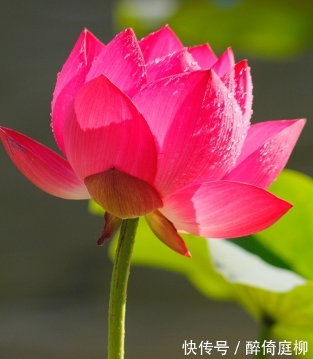 云开见月明|11月22日开始,4属相桃花朵朵开,招财添贵喜事多,收获满满