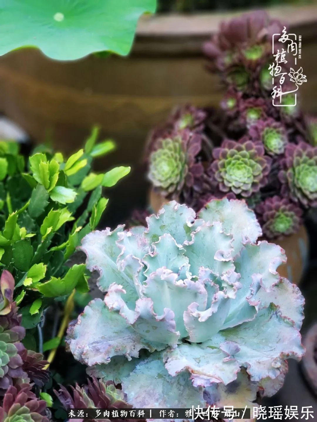 万圣节|养多肉六年,从痴迷到佛系,世事漫随流水,唯有喜爱永恒!