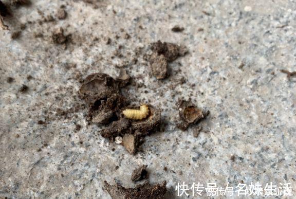 沙子|盆里埋点它,小虫子全没了,花越长越茂盛!