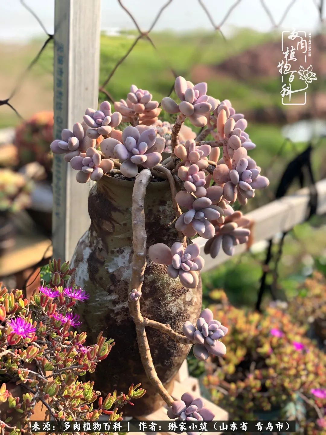 多肉|有史以来最厉害的一场寒潮，治好了我养多肉这些年的“坏毛病”