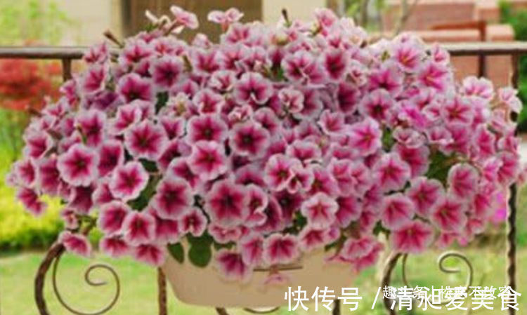 矮牵牛|居家就养此款花卉，从年初开到年尾，花期长花量大，还特漂亮