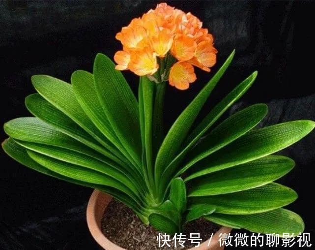 几点建议,专治君子兰养护难题,你做对了吗