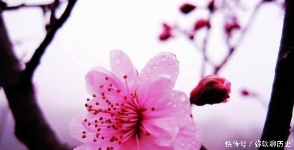 命运|林花谢了春红,太匆匆。不止李后主的命运如林花春红