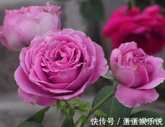 紫雾|不如试试这些花,枝繁叶茂,阳台变小花园,美观大气