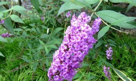 此野草能醉鱼,山上很多,已经被“禁用”,建议收藏