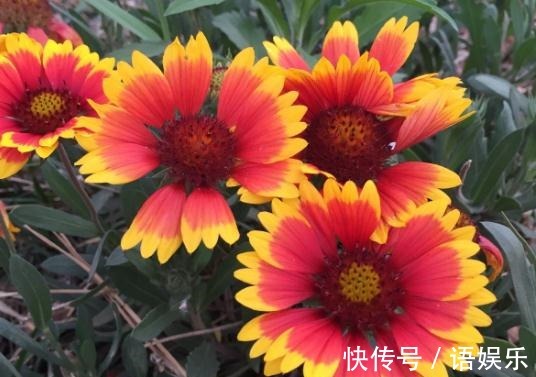 养好天人菊,“2处”是重点,花朵开的旺,枝干强又壮,不爆都难