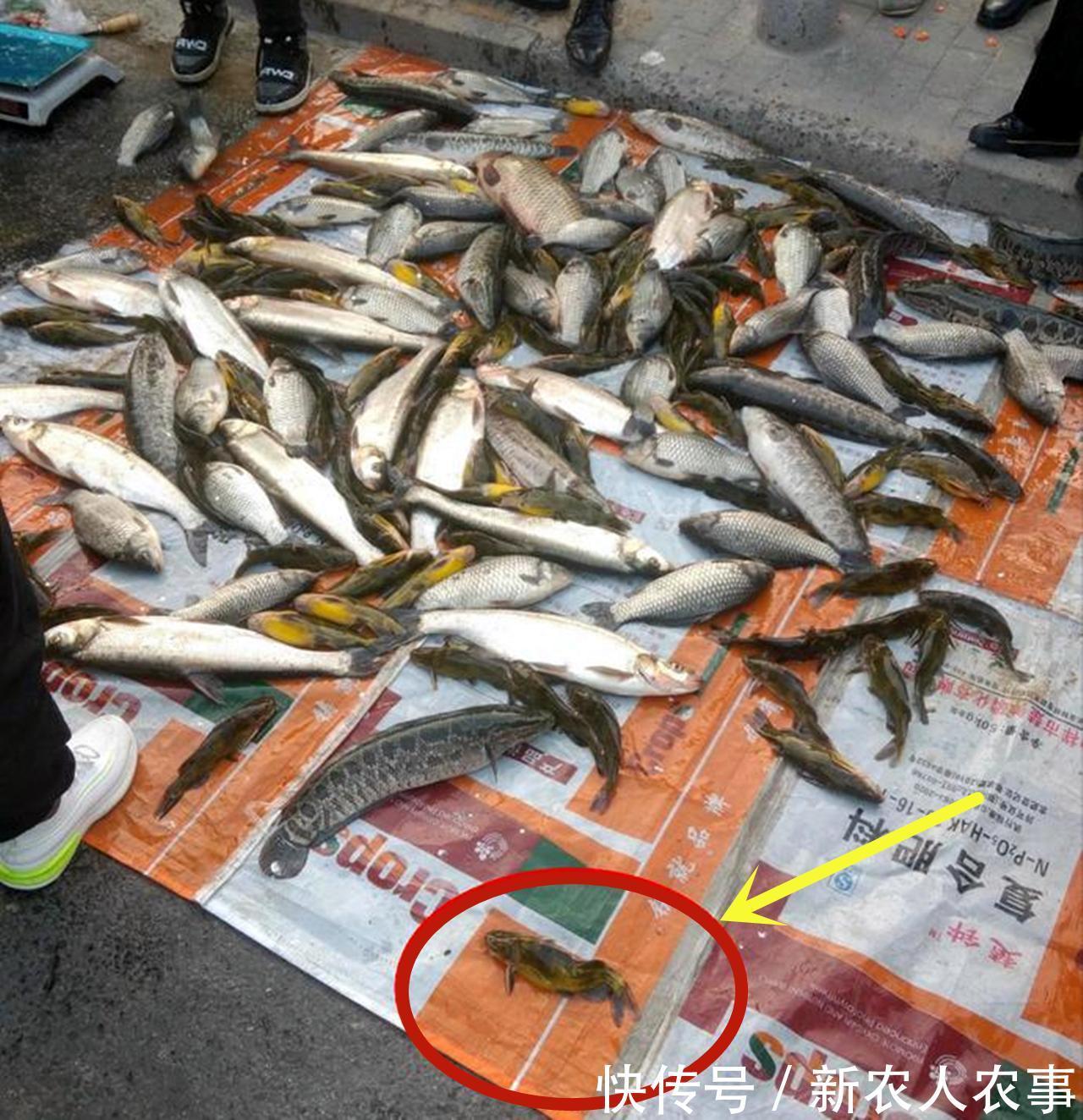 广东俩男子野钓爆护,直接在马路边摆摊叫卖,引来众人纷纷围观