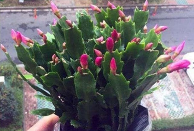 养好蟹爪兰，掌握“1招”，全年叶片肥厚油绿，花开不断，爆满盆