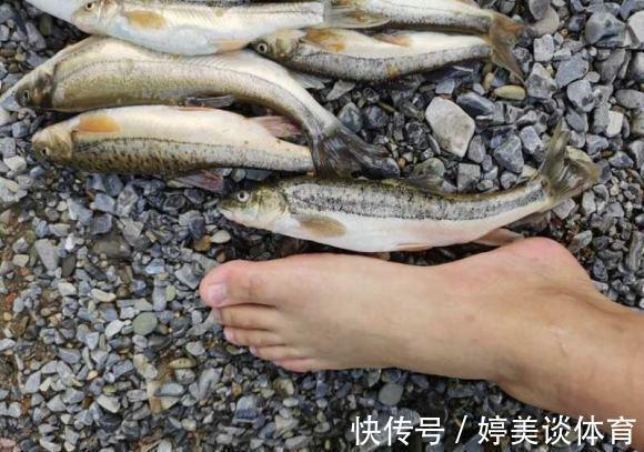 武陵山腹地现成群“奇鱼”，梭型无鳞，似从地下河游出