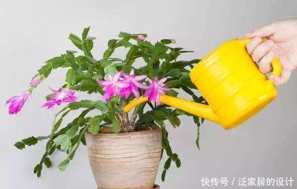 白醋|养花浇水放个小药片,比施肥还管用,猛开花,不黄叶