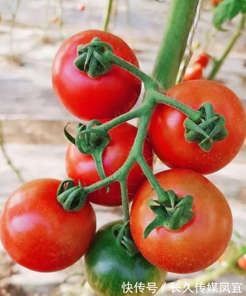 西红柿|黄瓜尽量不要与这三种食物搭配，西红柿在内，不妨来了解下