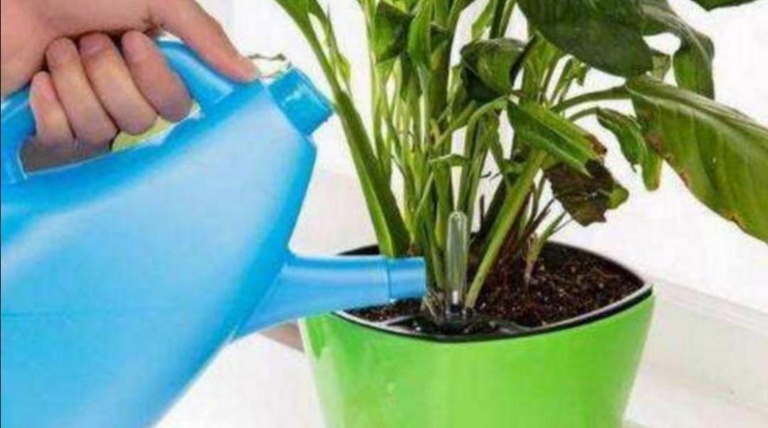 盆栽|夏天花卉被晒蔫,切记不要马上浇水,否则难救活