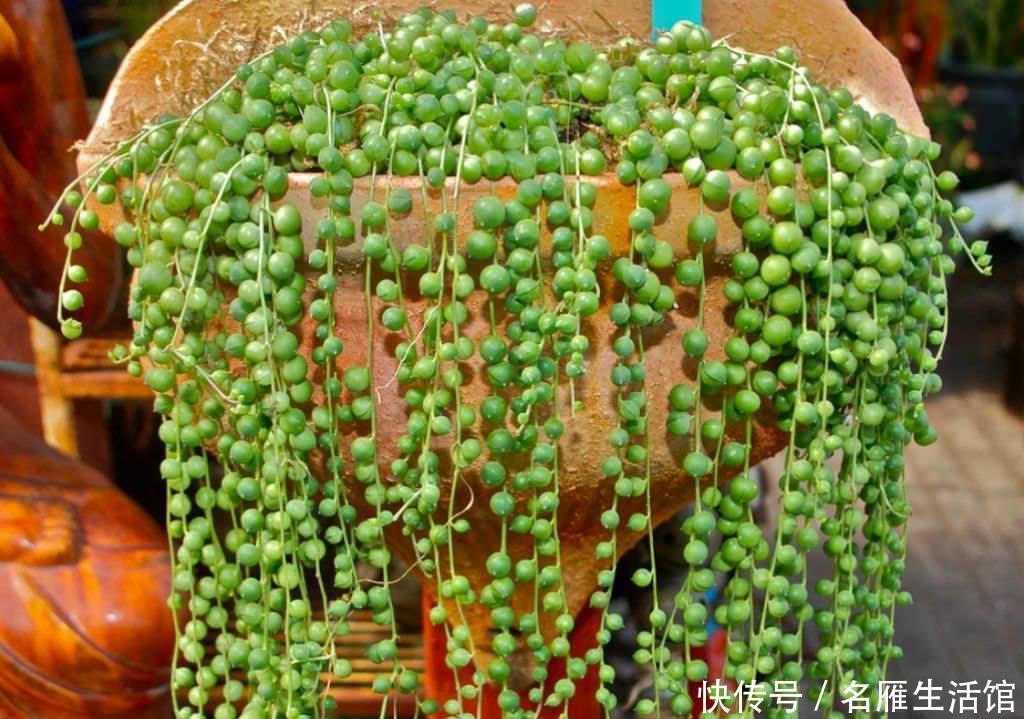 养护|珍珠吊兰长得有趣养的人多，挂着养却出现黄叶问题，该怎么解决？