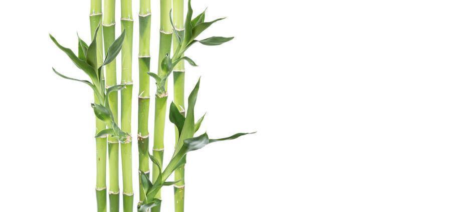 水培富贵竹叶子发黄,啥情况,可能是你不懂得以下几点知识