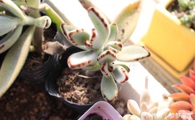 八年|一颗八年没换过盆的月兔耳