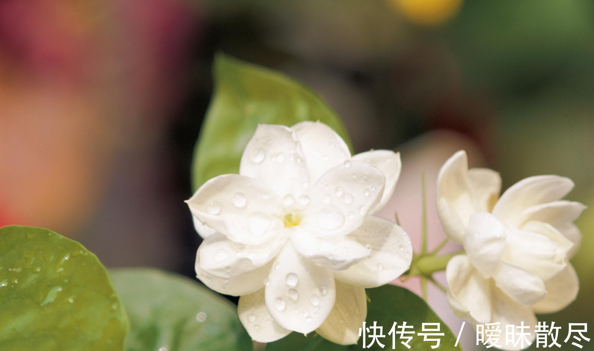 花友|容易被“误杀”的7种花，汲取教训，才能养好