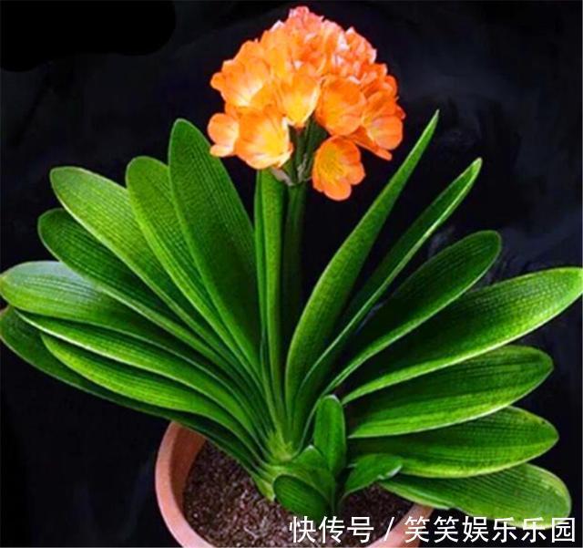 土壤|立春了,君子兰换盆正当时,牢记6个小细节,根系粗壮叶子肥