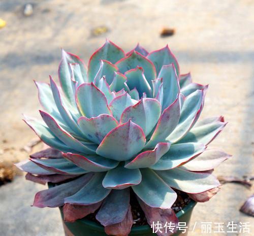 蓝石莲|喜欢多肉别错过这5种,贵气又好养,种一盆仙气飘飘!