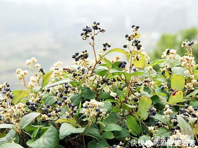 清熱解毒|曾經(jīng)農(nóng)村娃摘來(lái)解饞,形似木炭卻用處大,遇到這種野草請(qǐng)多珍惜