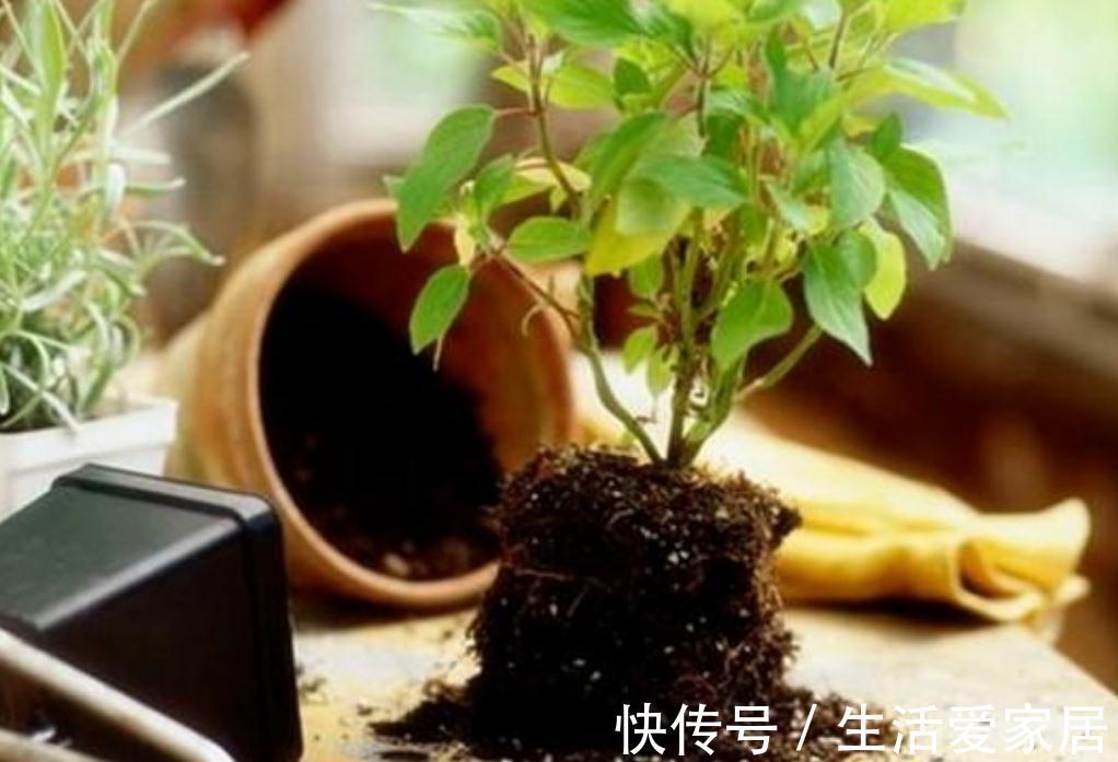 万能土|家庭养花,营养土不用买,自制花土,松软、肥沃,养什么花都旺