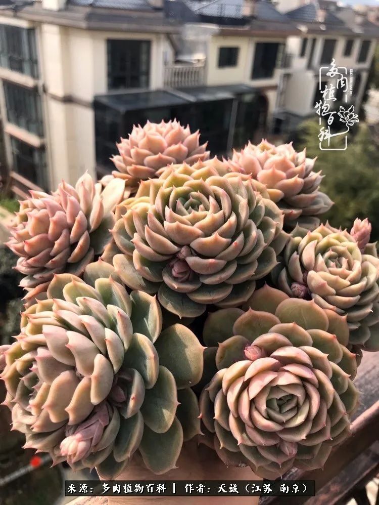 又到多肉最美季，用心去发现身边的美好！