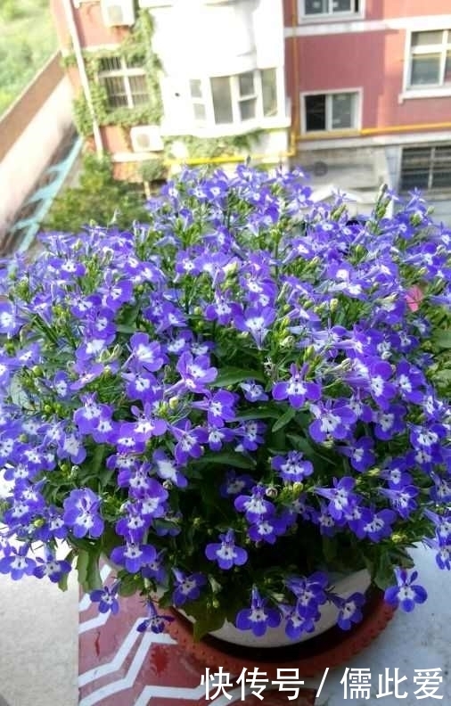 栽培|这个花比绿萝还好养,扔土里就能活,四季开花爆盆,夏季养花选它
