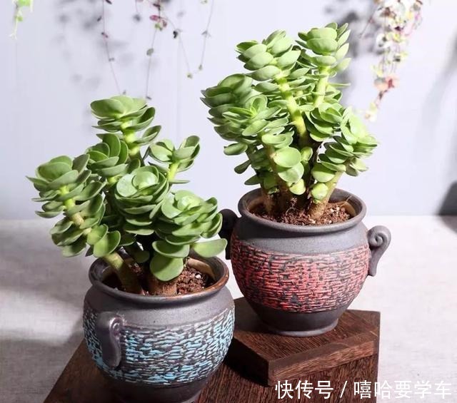 适合过年购买的8种招财植物,好看又吉祥!