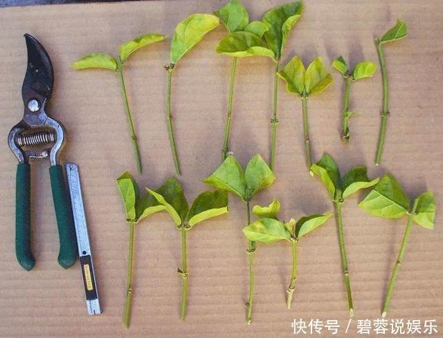 矿泉水瓶|扦插栀子、茉莉,使用垃圾自制“生根器”,7天冒白根,忒好养