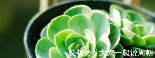 肉质|想要养多肉，又怕养死，这几种多肉好看又好养