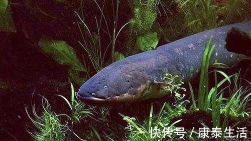 兰花长的慢不开花？这是休眠期，做好这几步，秋天一到花苞冒不停