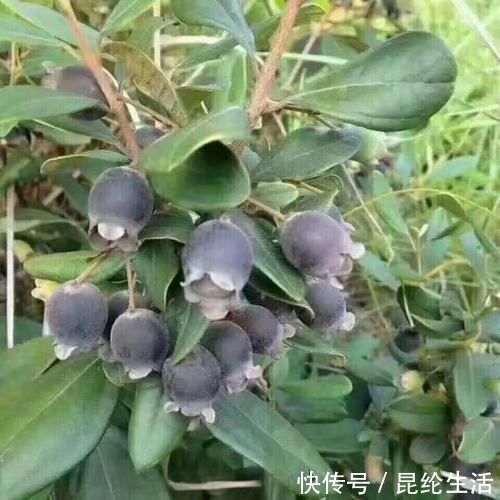 猪脚|有乳腺增生的女人,常吃3种食物,通乳散结,乳房更健康