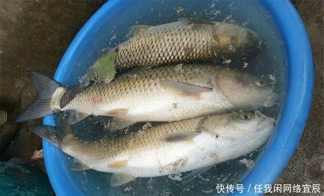 饲料|夏季高温钓草鱼，西瓜皮中加两物，诱钓结合让草鱼乖乖咬钩