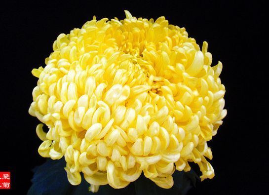 喜欢菊花,不如养盆优良名菊“黄鹤楼”,似金玉起楼,绚丽典雅!