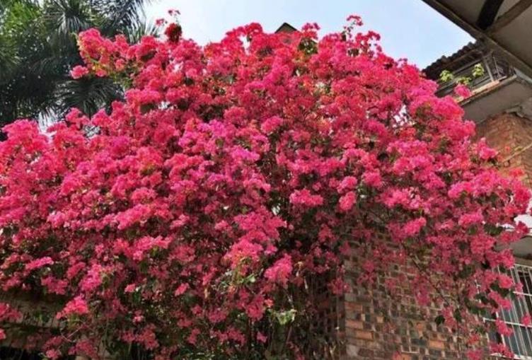 家里阳台必养此款花卉,花期长花量大,一盆千百朵,枝头花苞满