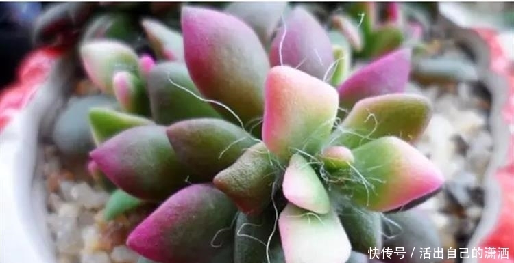 这些毛绒绒的多肉不要太萌!见到了就要买回家的萌宝~