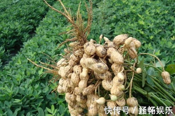 凤眼果|它是长在树上的“花生”,农民们视为珍贵野果,很多人见过没吃过