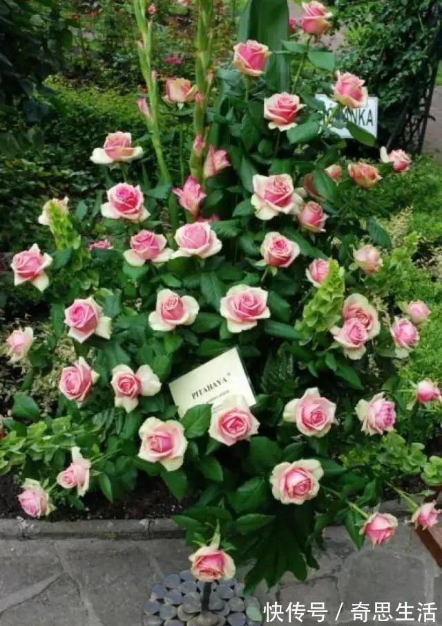 此花漂亮似玫瑰,好养如绿萝,花色奇特花朵大,四季开花价格低!