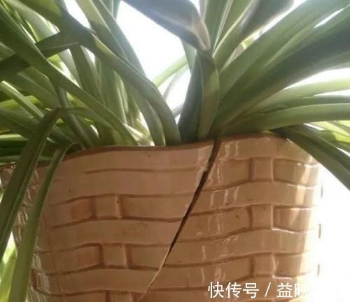 往花盆底垫它们,松果壳、树皮,不只为了透气排水