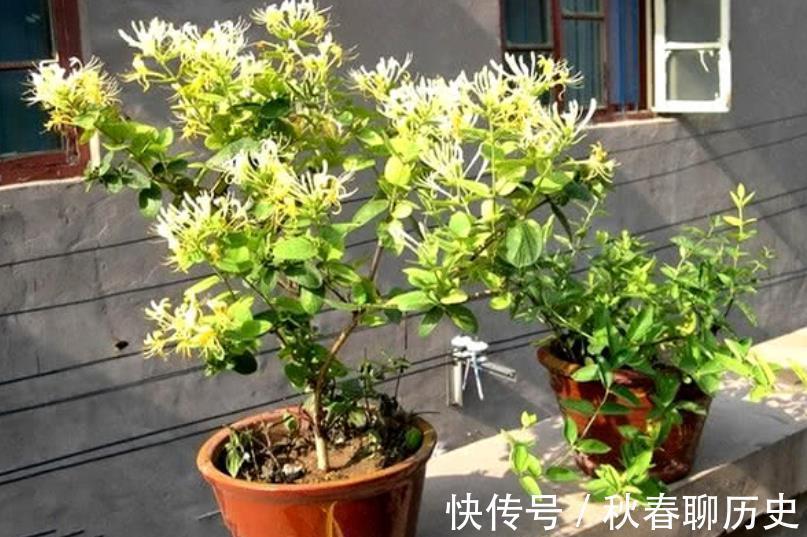 家中养3种“健康花”,种一次年年有花赏,花色鲜艳对身体好
