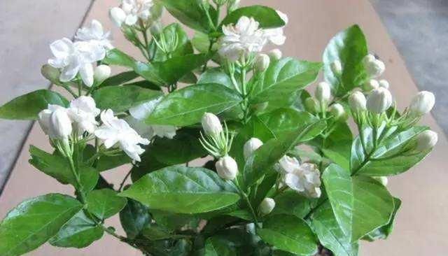 家养茉莉要四勤,才能花开爆盆芳香四溢